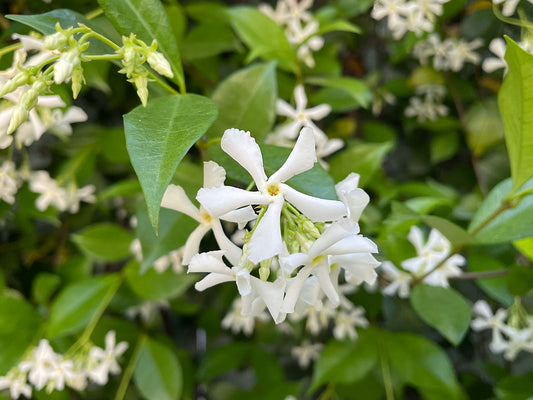 THE ENCHANTING AROMA OF JASMINE: EVERYTHING YOU NEED TO KNOW