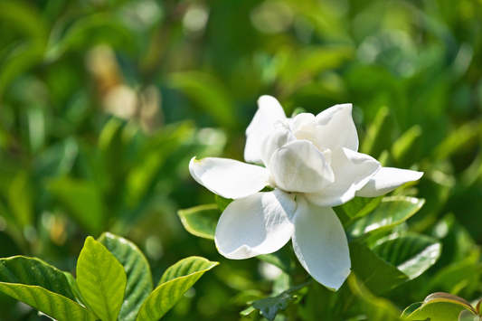 GARDENIA: A FRAGRANCE THAT TRANSCENDS TRADITIONAL AROMAS AND INFLUENCES