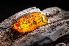 THE ENIGMATIC ESSENCE OF AMBER: UNDERSTANDING ITS ORIGINS AND SCENT